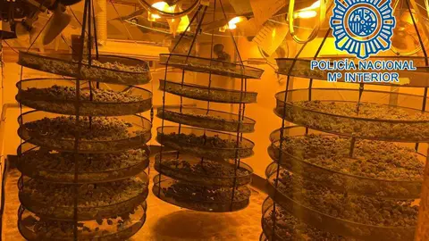 Plantaci&oacute;n de marihauana en El Portal