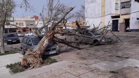 Temporal de viento en Jerez | Archivo