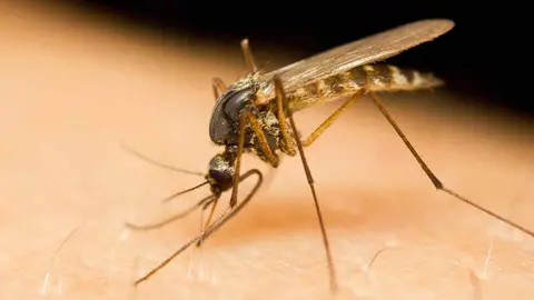 Mosquito del Virus del Nilo