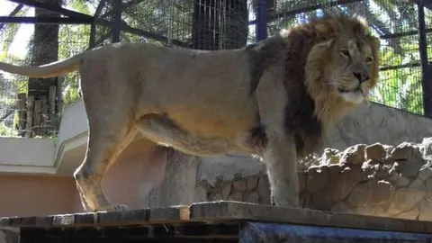 Le&oacute;n asi&aacute;tico en el Zoo de Jerez