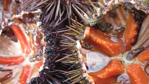 Un peligro para la salud en pleno Carnaval de C&aacute;diz. Ostiones y erizos se venden sin licencia