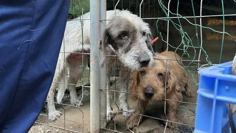 Esta es la condena ejemplar por tener a 100 perros abandonados en M&aacute;laga en estado deplorable