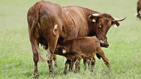 Estas son las ayudas de la Junta de Andaluc&iacute;a para el cuidado de los animales en la comunidad