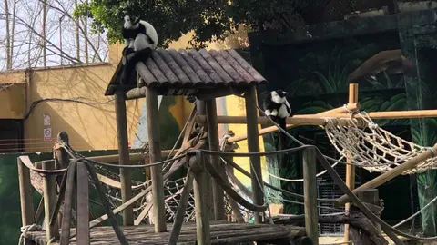 Apadrinamiento de los l&eacute;mures blancos y negros en el Zoo de Jerez (1)