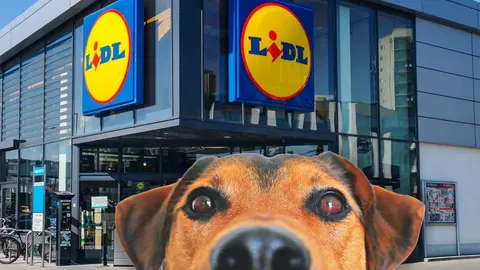 Ni Skechers, ni Adidas, en Lidl le ponen botas de deporte a tus perros