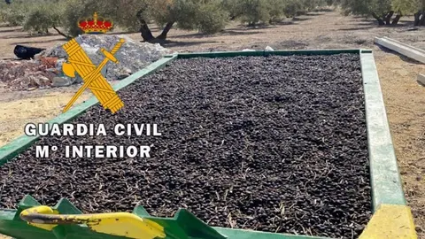 As&iacute; roba y vende despu&eacute;s cerca de 50.000 kilos de aceitunas en Ja&eacute;n