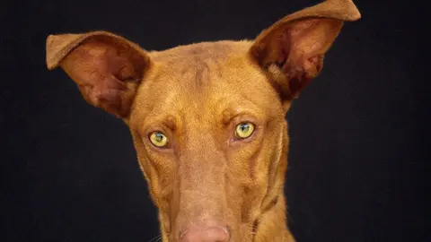 Maltrato animal en M&aacute;laga. As&iacute; manten&iacute;a a su perro en lamentables condiciones