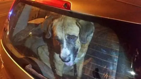 Deja morir a su perro encerrado en el coche en Cazorla a 42 grados. Puede ir a la c&aacute;rcel
