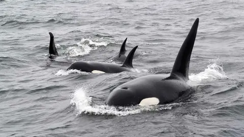 Orcas
