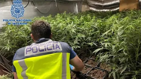 Golpe contra el tr&aacute;fico de marihuana en casas de C&aacute;diz. Dejaban sin luz a los vecinos
