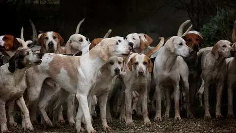 Andaluc&iacute;a, a la cabeza en el ranking de perros de caza abandonados en Espa&ntilde;a