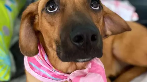 Esta es la tremenda historia de 2 perros desnutridos y encerrados 1 mes en una casa de C&aacute;diz