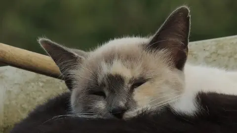 Maltrato animal en Ja&eacute;n. Esta es la salvaje agresi&oacute;n contra un gato y sus consecuencias