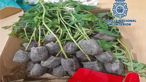 As&iacute; iba por la calle con plantas de marihuana en una caja de zapatos en Granada