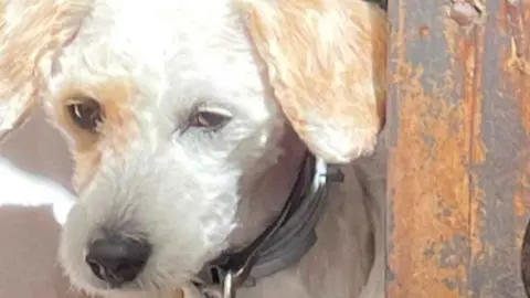 Buscan a 'Chico' un perro perdido durante la Semana Santa visto por la zona sur de Jerez