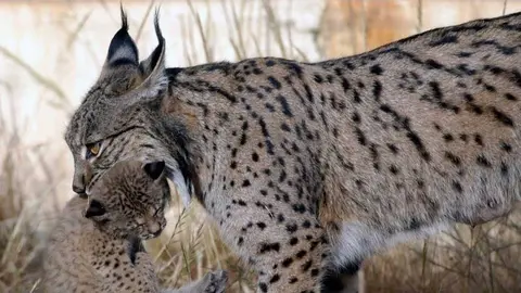 Nacen 5 cr&iacute;as de lince ib&eacute;rico en Do&ntilde;ana. Nueva esperanza para la especie