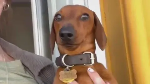 El v&iacute;deo viral de un perro&nbsp;salchicha 'flipando' con el misterio de la Flagelaci&oacute;n en Jerez