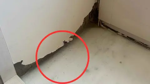 Nidos de termitas y hormigas blancas en el Edificio Municipal San Agust&iacute;n de Jerez