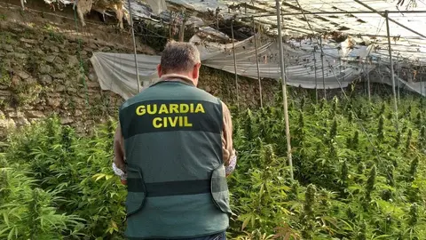 As&iacute; acaban con 10 centros de producci&oacute;n de marihuana con 4.191 plantas en Granada