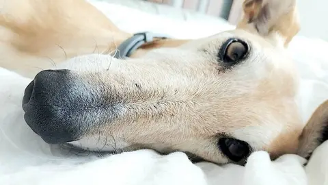 Maltrato animal en Huelva. Tiran a un perro a un contenedor despu&eacute;s de romperle el cr&aacute;neo