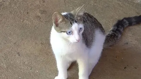 Esta es la lamentable matanza de gatos con un arma de aire comprimido en Granada