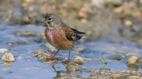Nuevo y lamentable ataque contra aves protegidas en Ja&eacute;n. Estos son los m&eacute;todos empleados