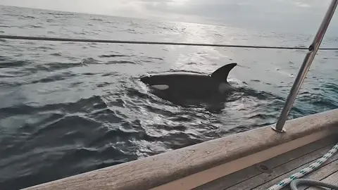 P&aacute;nico en una embarcaci&oacute;n en las costas de C&aacute;diz. Orcas atacan un velero