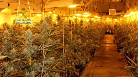 Llenan de marihuana un local de V&iacute;car (Almer&iacute;a). As&iacute; se acab&oacute; enterando la Guardia Civil