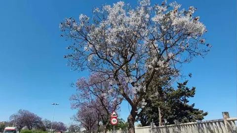 La jacaranda blanca de Jerez
