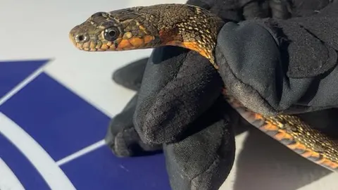 Susto en Algeciras. As&iacute; encuentran una serpiente de un metro dentro de una vivienda