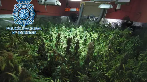 Plantaci&oacute;n de marihuana en Jerez