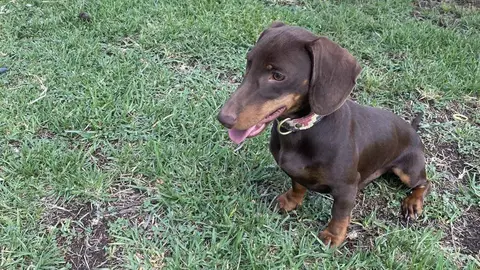 Curro, perro perdido en Jerez