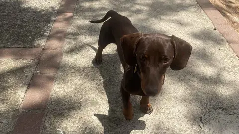 Curro, perro perdido en Jerez