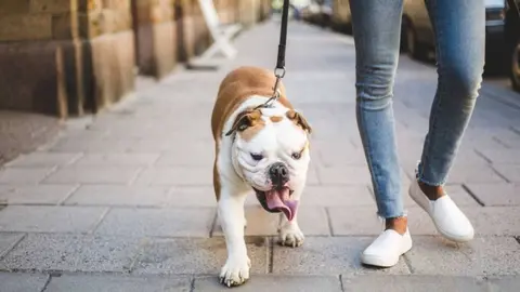 Los animales de compa&ntilde;&iacute;a podr&aacute;n acceder a edificios p&uacute;blicos de la Junta de Andaluc&iacute;a