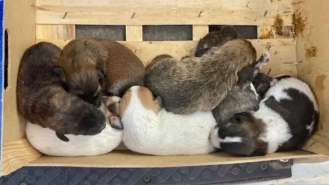 Cachorros de mast&iacute;n en un contenedor de basura