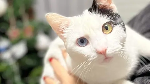 Denuncian que est&aacute;n envenenando gatos en La Marquesa de Jerez varios muertos