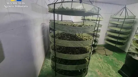 Plantaci&oacute;n de marihuana en Jerez