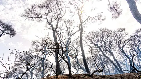 Pinar de las Canteras