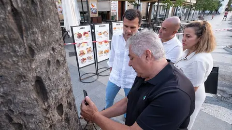 Bruno Garc&iacute;a revisa el arbolado de C&aacute;diz El primer paso, sustituir una palmera