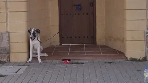 Perro abandonado en Jerez