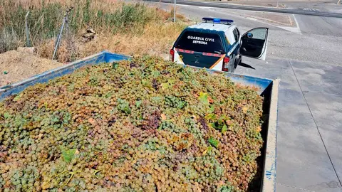 Uva intervenida por la Guardia Civil