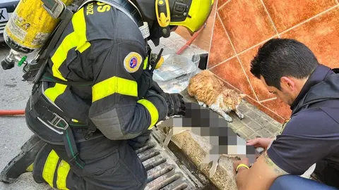 Bomberos atendiendo a un gato