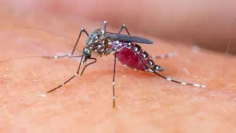 Muere una mujer de Huelva afectada por Fiebre del Nilo, que presentaba patolog&iacute;as previas