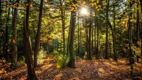 Estas son las buenas noticias que trae la previsi&oacute;n del tiempo para los bosques en Andaluc&iacute;a