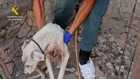 Perro rescatado por el Seprona de Jerez