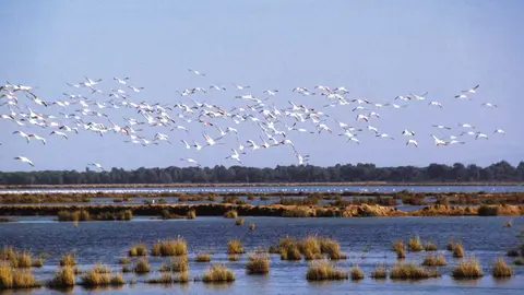 Do&ntilde;ana