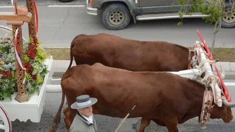 Muere un anciano arrollado por una carreta de bueyes en Sevilla