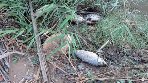 Peces muertos en el r&iacute;o Guadalete