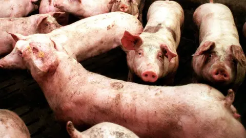 Muere un trabajador en el incendio de una nave de cerdos en Granada