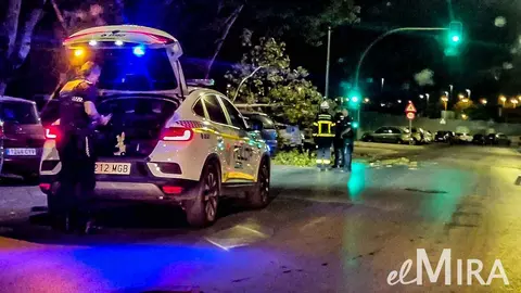 Cae una rama de un &aacute;rbol sobre un coche en Jerez